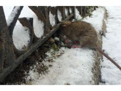 Yoğun kar fareleri öldürdü buğdayda verim aratacak.