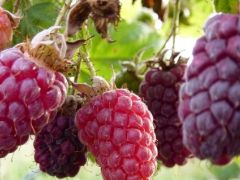 Ahududu ve böğürtlen melezi “Loganberry”