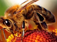 Tarım ilaçları arılarda hafıza kaybına yol açıyor.