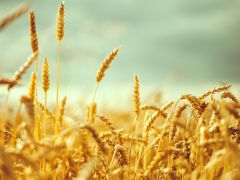 Buğdayda protein oranına göre verilen ilave fiyat arttı.