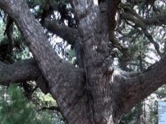 Dünyanın en yaşlı karaçam ağacı Uşak’ta.
