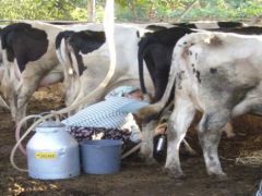 İzmir’de Sütün Yüzde 74’ü Küçük Menderes Havzasından