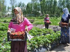 Kadın çiftçiler tarımsal yeniliklerle buluşuyor.