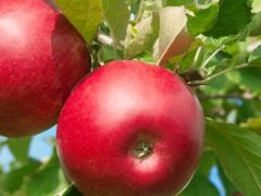 “Mart karı” elma üreticilerini sevindirdi.