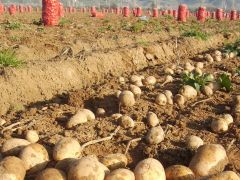 Patates üretimi 1 milyon tona ulaştı.