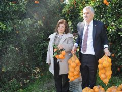 Vatandaşa 500 ton portakal dağıtıldı.