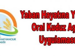 Bakanlık’tan Yaban Hayatına 1 Milyon 890 Bin Doz Kuduz Aşısı