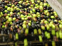 Dünya zeytin üretiminde ikincilik hedefi.