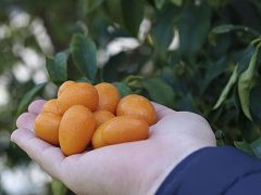 “Altın Portakal”ın kilogram satış fiyatı şaşırtıyor.