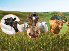 Hakkari’den tarım ve hayvancılık atılımı