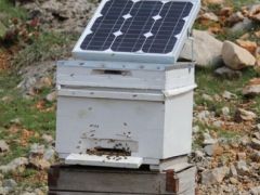 Arılar soğuktan ölünce güneş enerjili kovan geliştirdi.