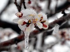 Kar yağışı ve soğuk hava kayısı bahçelerini etkiledi.