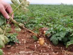 Çukurova’da patates hasadı başladı.