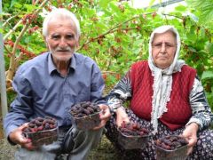 İlk kara dut hasadı Silifke’de yapıldı.