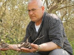 Erdek’te zeytin ağaçlarında hastalık tespit edildi