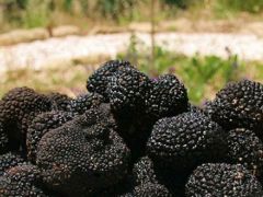 Toprak Altında Yetişen Trüf Mantarının Kilosu Bin Avro.