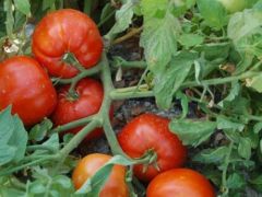 Yeni yerli domates tanıtıldı.