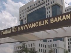 Tarım Bakanlığından ‘Deli Dana’ açıklaması