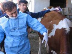 12 Mayıs 2015 HAYVANCILIK DESTEKLEME TEBLİĞİ