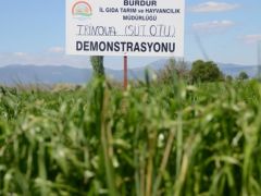 Burdur’da süt otu bitkisi tanıtıldı.