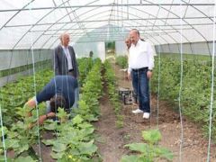 Çukurca’da kurulan seralar ürün vermeye başladı