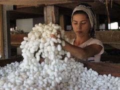 Koza üretiminde artış