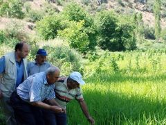 Tosya Pirinci Şifa Kapısı