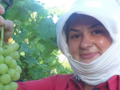 Yılın İlk Üzüm Hasadı Yapıldı.