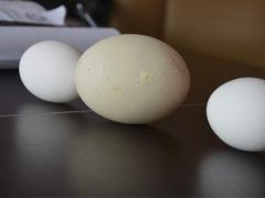 2 Yaşındaki Tavuk 142 Gram Yumurta Yaptı