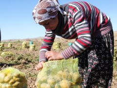 Ahlat’ta 150 bin ton patates hasadı bekleniyor