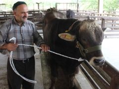 Erzincan’da Esmer cinsi damızlık boğa dağıtıldı