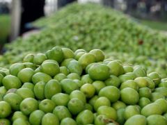 Gaziantep’te zeytin üreticisinin yüzü gülüyor