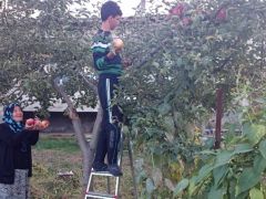 Göksun’da elma hasadı başladı