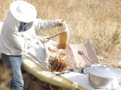Hakkari’nin karakovan balı piyasaya çıktı