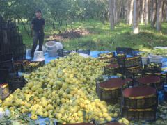 Kahramanmaraş’ta ayva hasadı başladı