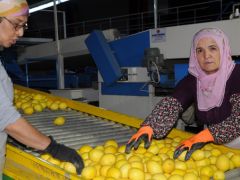 Limonda rekolte düştü fiyat arttı
