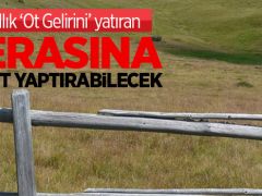 Türkiye’de Hayvancılığa Büyük Darbe Vuracak Karar