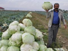 Muş’ta lahana hasadı başladı