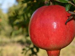 Narda ihracat sıkıntısı