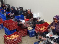 Narlar kış uykusuna yatırıldı