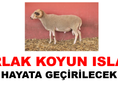 Pırlak koyunu ıslahı hayata geçirilecek
