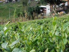 Rize’de Organik Çay Projesi Hemşin’den Sonra Çayeli’de