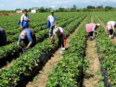Tarımda İstihdam 6 milyonu geçti