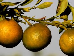 Tescilli mandalina ve limonlar çiftçilerin hizmetinde