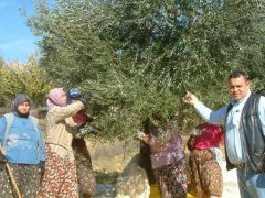 Zeytin fiyatları üreticiyi sevindirdi