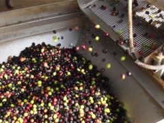 Zeytin üreticisi altın yılını yaşayacak
