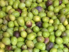 Zeytin üreticisine ‘halkalı leke’ uyarısı