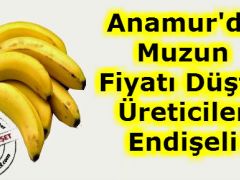 Anamur’da Muzun Fiyatı Düştü, Üreticiler Endişeli.