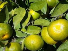 Aydın’da turunçgil bahçeleri kalıntı analizine alındı