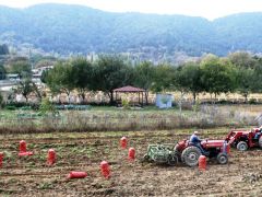 FİYATI BİR DÖNEM 5 LİRAYA KADAR ÇIKAN PATATES 40 KURUŞA DÜŞTÜ